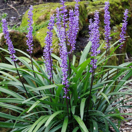 Lilyturf 10 Seeds Liriope muscari