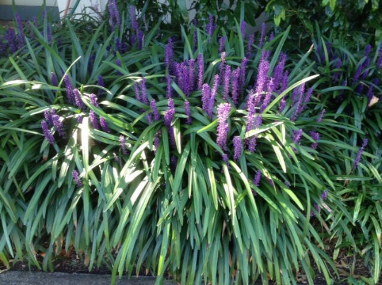 Lilyturf 10 Seeds Liriope muscari