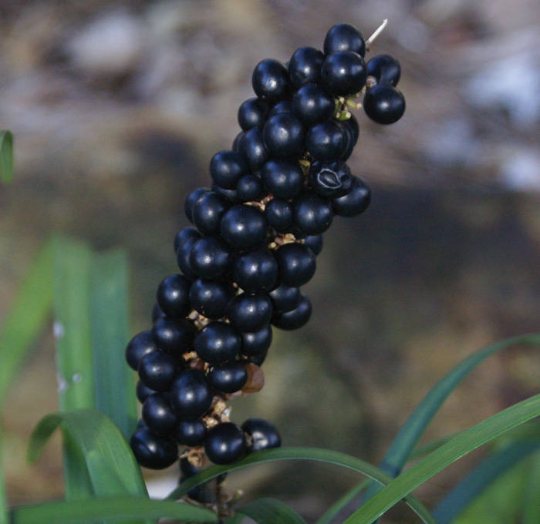 Lilyturf 10 Seeds Liriope muscari
