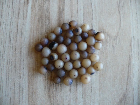 Lilyturf 10 Seeds Liriope muscari