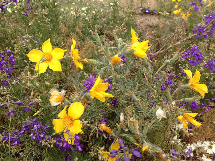 Lindley’s Blazing Star Mentzelia lindleyi 100 Seeds