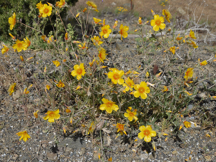 Lindley’s Blazing Star Mentzelia lindleyi 100 Seeds