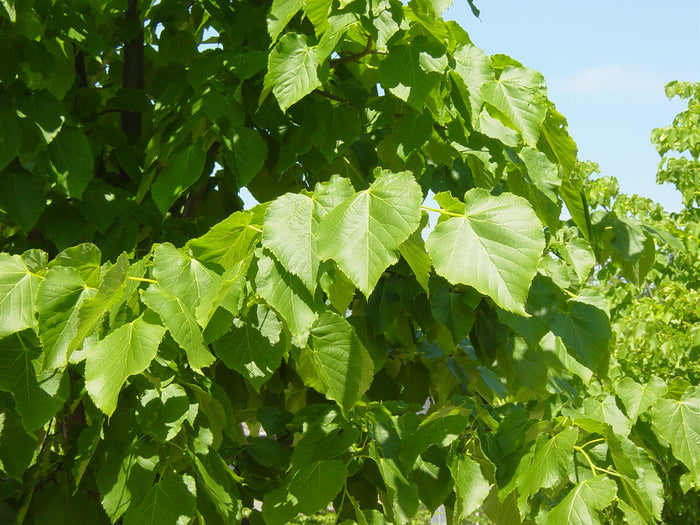 Littleleaf Linden Tilia cordata 20 Seeds