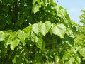 Littleleaf Linden Tilia cordata 20 Seeds