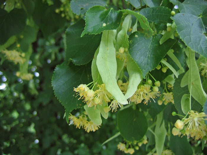 Littleleaf Linden Tilia cordata 20 Seeds