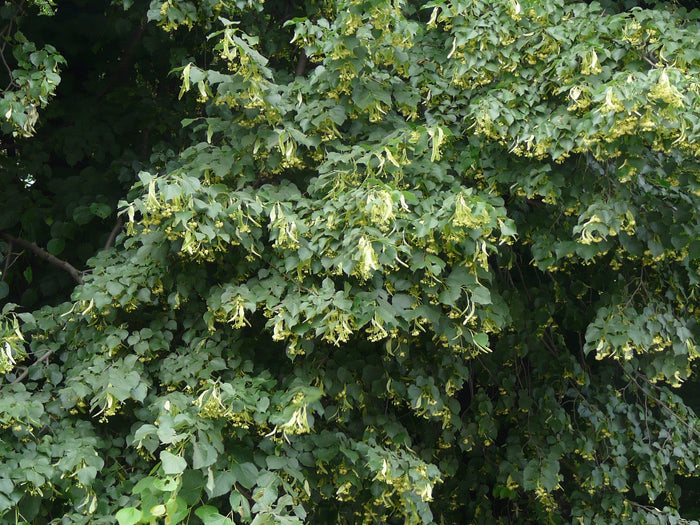 Littleleaf Linden Tilia cordata 20 Seeds
