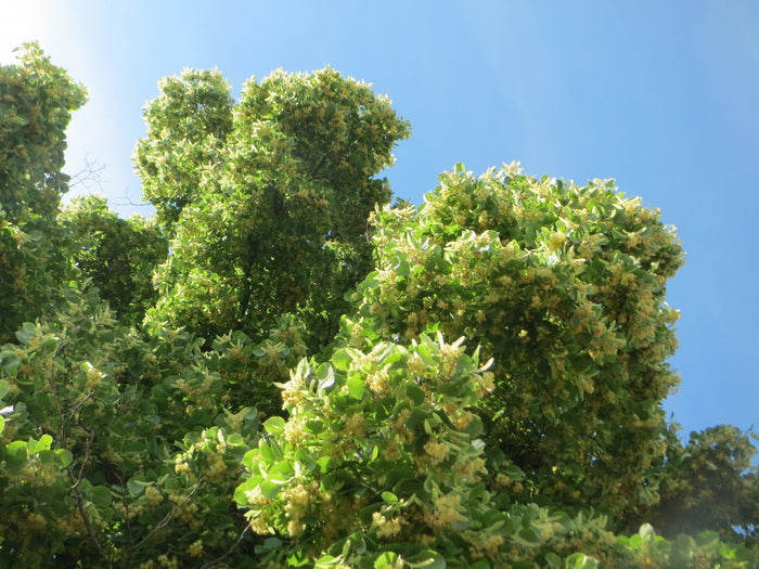 Littleleaf Linden Tilia cordata 20 Seeds