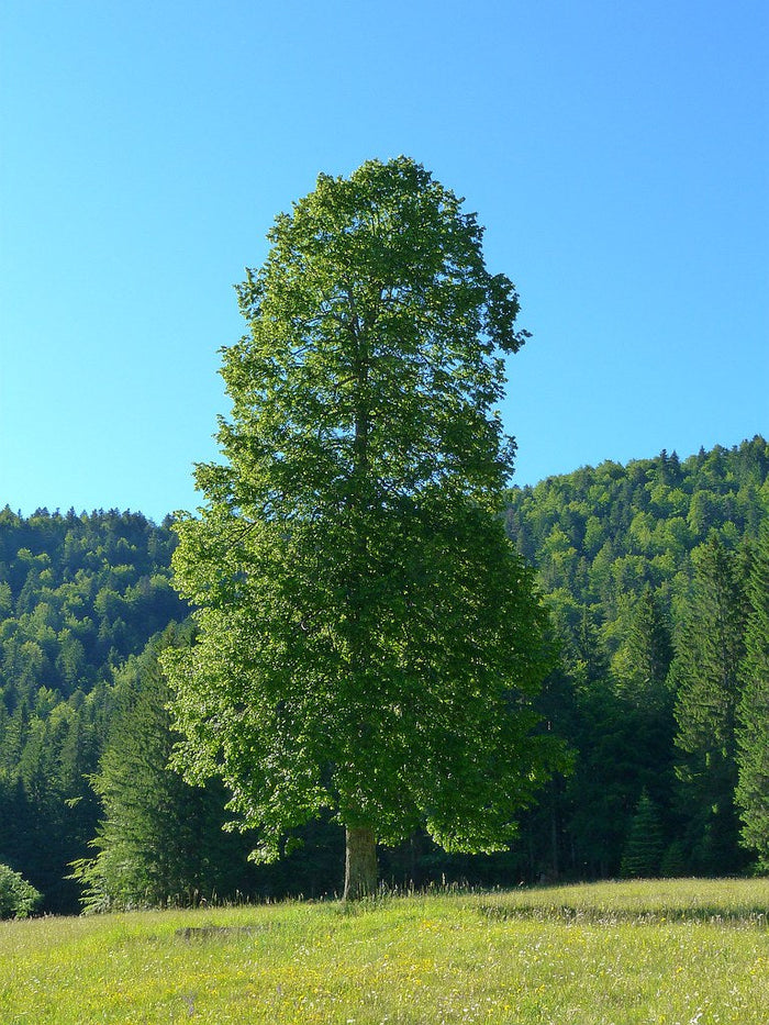 Littleleaf Linden Tilia cordata 20 Seeds
