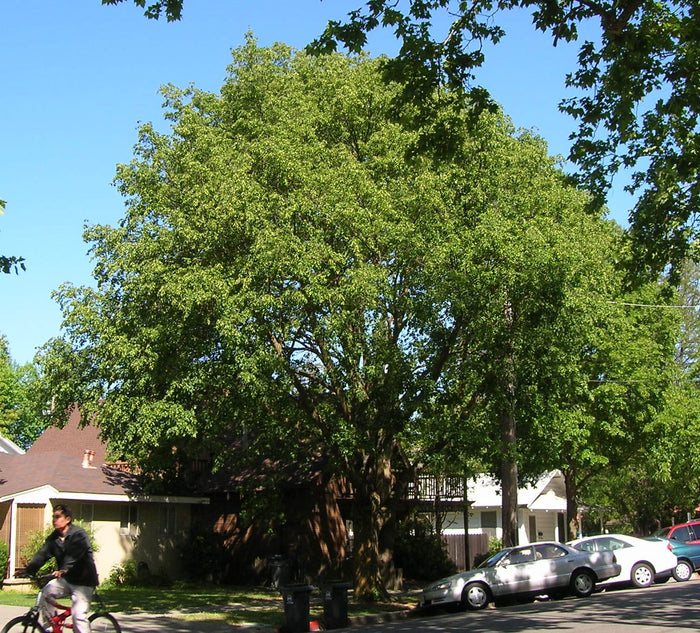 Littleleaf Linden Tilia cordata 20 Seeds