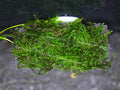 Live Moss Ledge – Pre-Grown Aquarium Moss Platform (Submerged Grown)