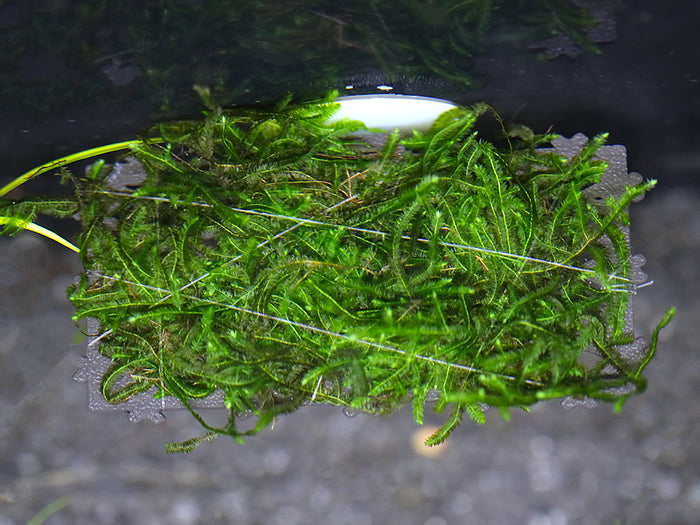 Live Moss Ledge – Pre-Grown Aquarium Moss Platform (Submerged Grown)