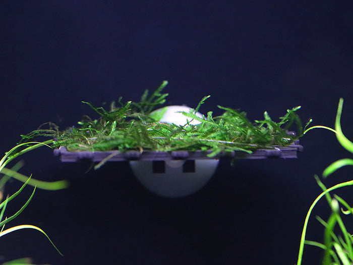 Live Moss Ledge – Pre-Grown Aquarium Moss Platform (Submerged Grown)