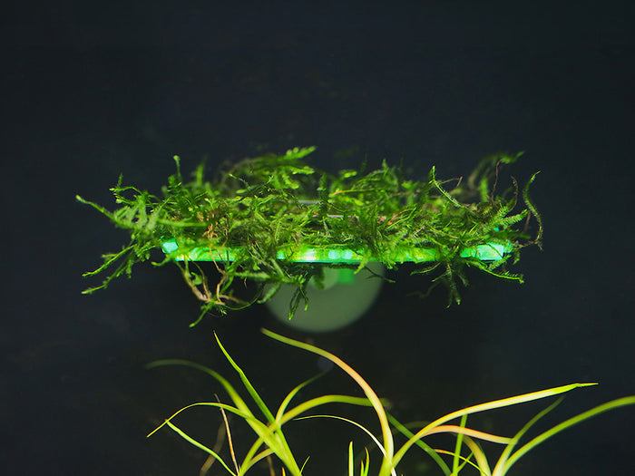 Live Moss Ledge – Pre-Grown Aquarium Moss Platform (Submerged Grown)