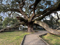 Live Oak  Quercus virginiana  10 Seeds