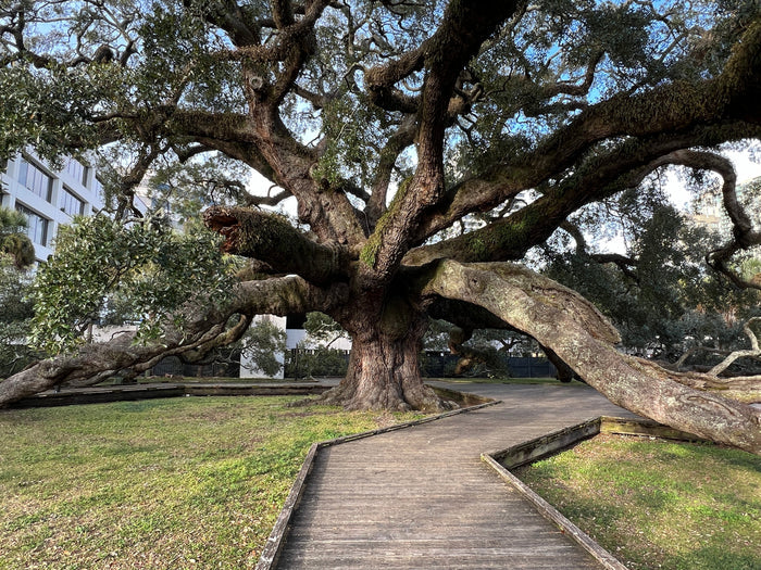 Live Oak  Quercus virginiana  10 Seeds