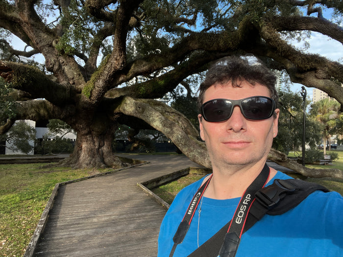 Live Oak  Quercus virginiana  10 Seeds