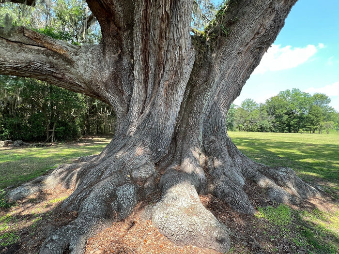 Live Oak  Quercus virginiana  10 Seeds
