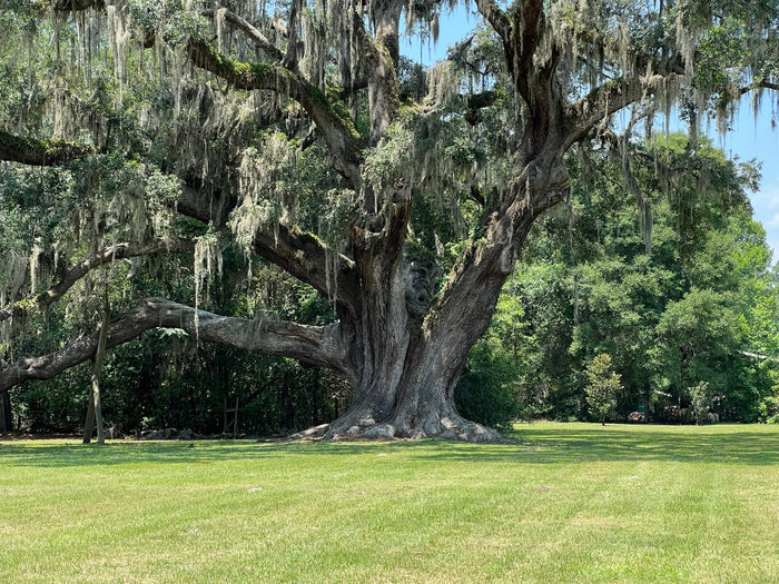 Live Oak  Quercus virginiana  10 Seeds