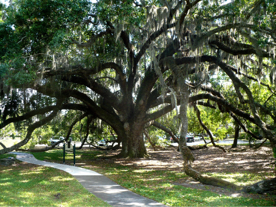 Live Oak  Quercus virginiana  10 Seeds