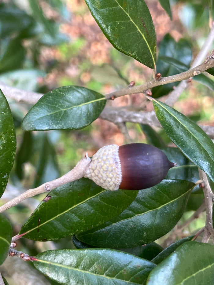Live Oak  Quercus virginiana  10 Seeds