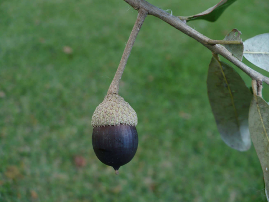 Live Oak  Quercus virginiana  10 Seeds