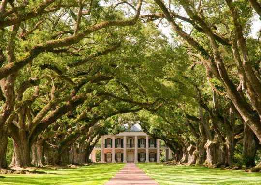 Live Oak  Quercus virginiana  10 Seeds