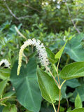 Lizard's Tail Saururus cernuus 100 Seeds