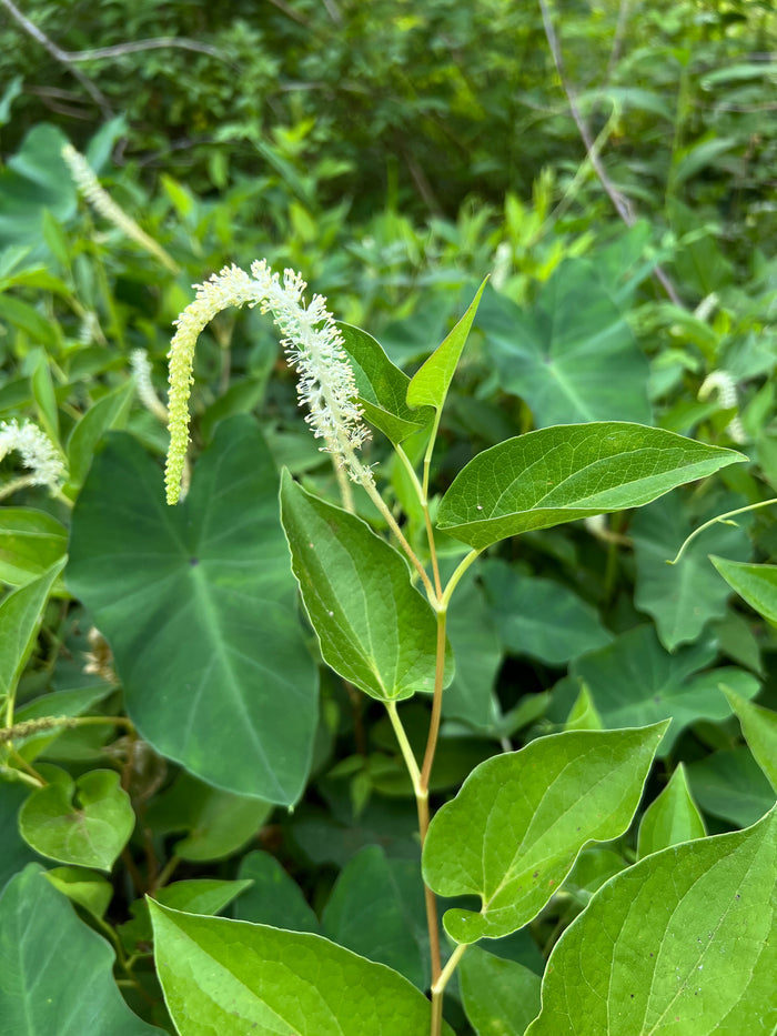 Lizard's Tail Saururus cernuus 100 Seeds