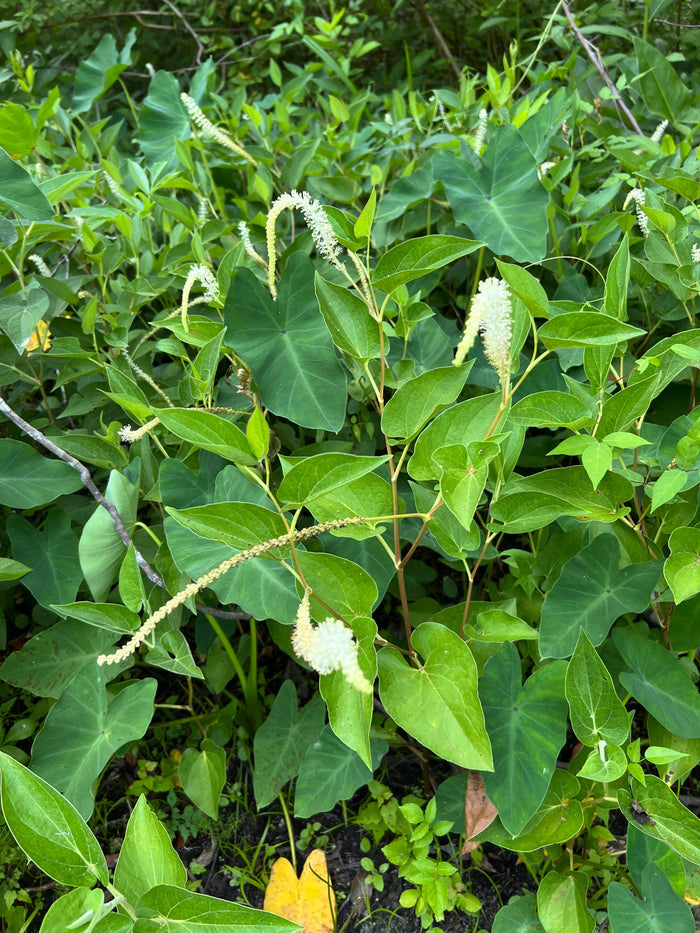 Lizard's Tail Saururus cernuus 100 Seeds
