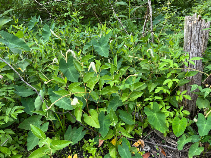 Lizard's Tail Saururus cernuus 100 Seeds