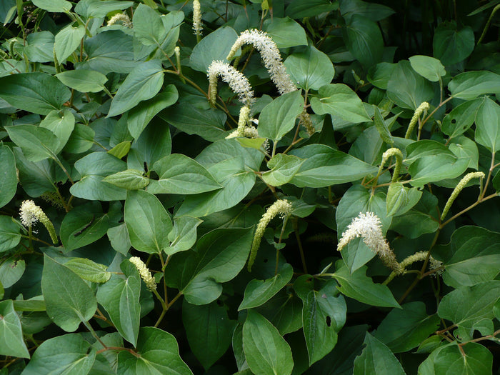 Lizard's Tail Saururus cernuus 100 Seeds