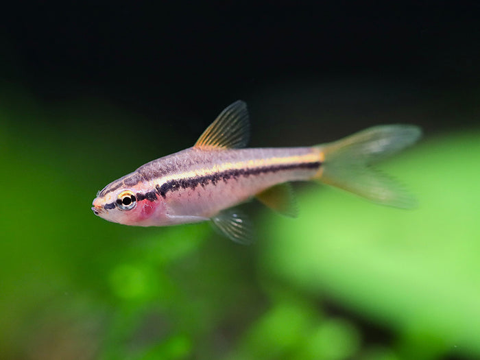 Longfin Cherry Barb (Puntius titteya) – Tank-Bred