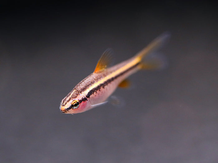 Longfin Cherry Barb (Puntius titteya) – Tank-Bred