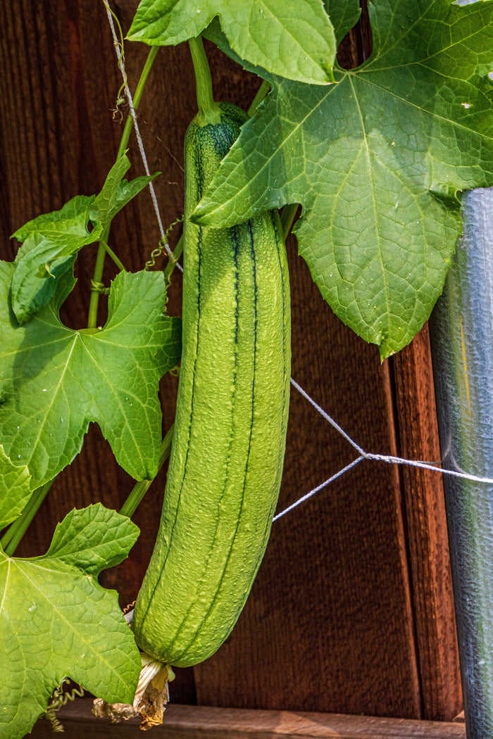 Luffa Gourd  10 Seeds  Luffa aegyptiaca