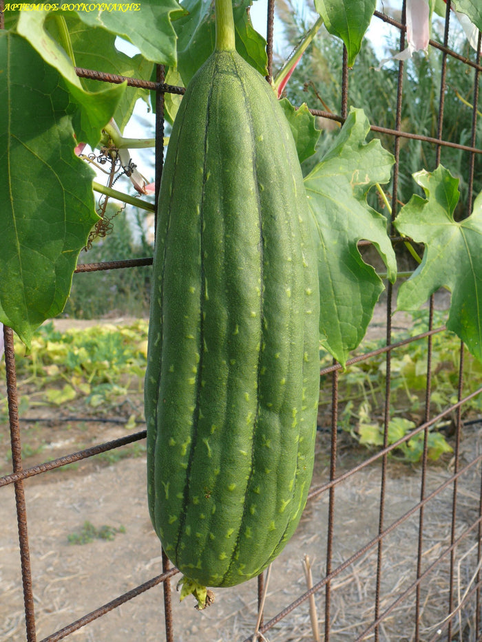 Luffa Gourd  10 Seeds  Luffa aegyptiaca
