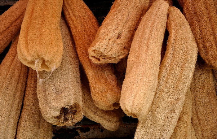 Luffa Gourd  10 Seeds  Luffa aegyptiaca