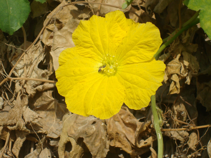 Luffa Gourd  10 Seeds  Luffa aegyptiaca
