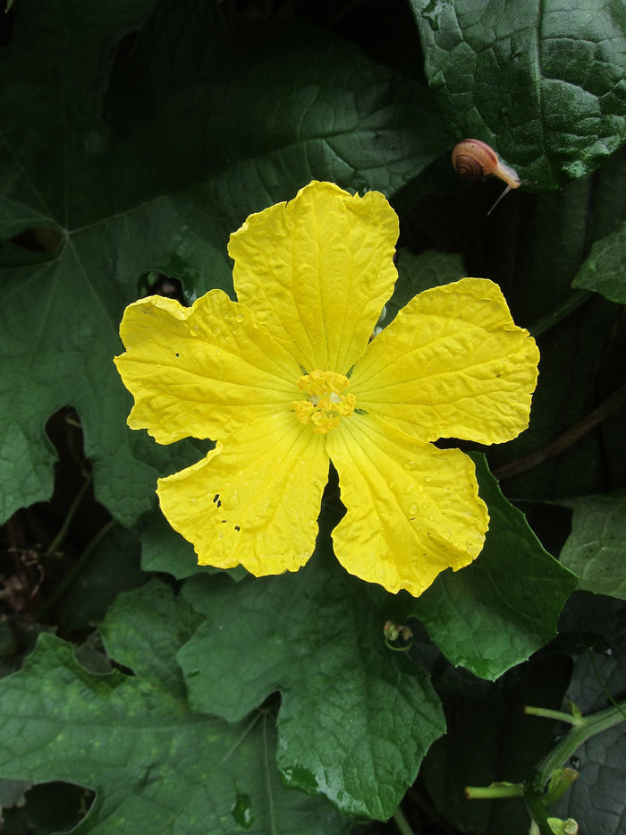 Luffa Gourd  10 Seeds  Luffa aegyptiaca