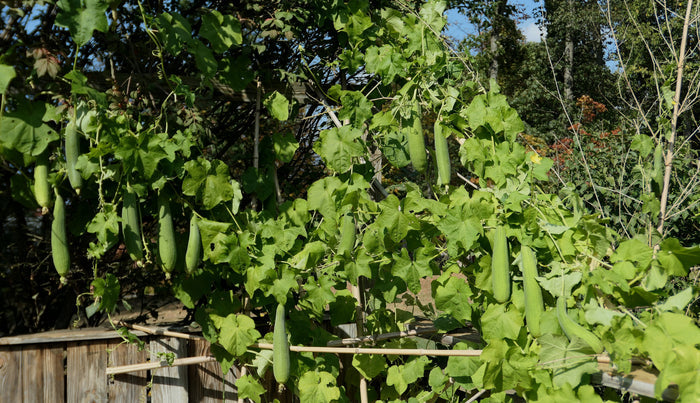 Luffa Gourd  10 Seeds  Luffa aegyptiaca