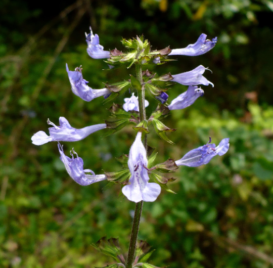 Lyre-Leaved Sage  10 Seeds  Salvia lyrata