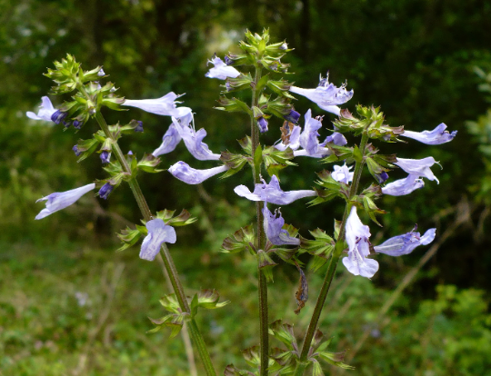 Lyre-Leaved Sage  10 Seeds  Salvia lyrata
