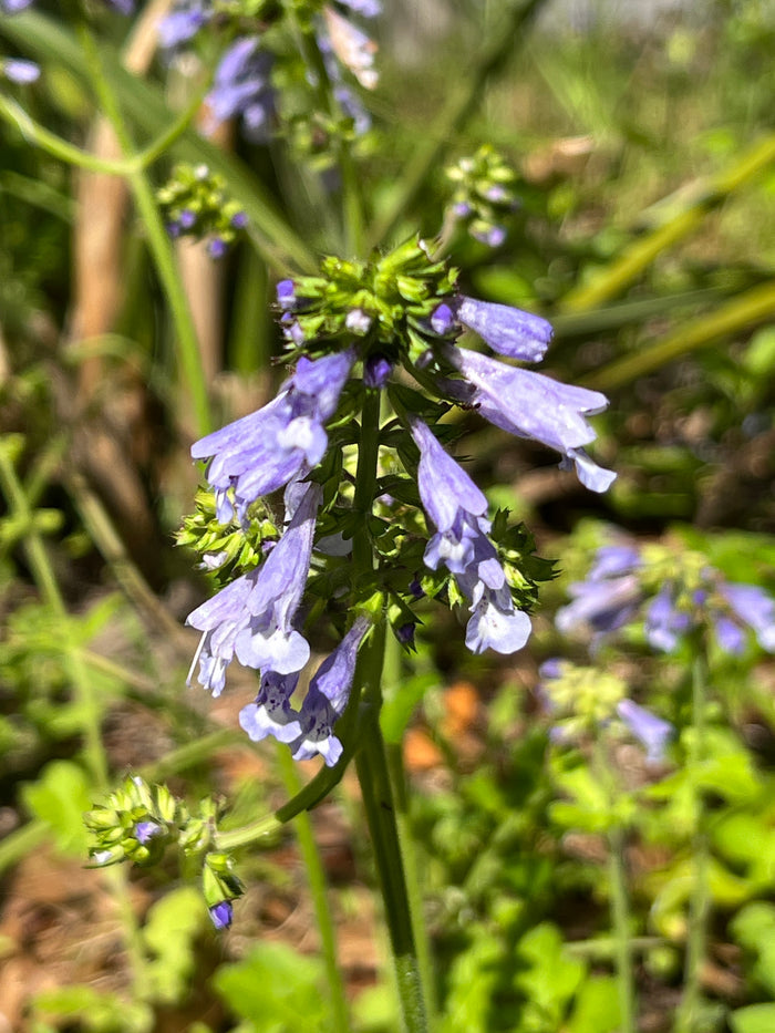 Lyre-Leaved Sage  10 Seeds  Salvia lyrata