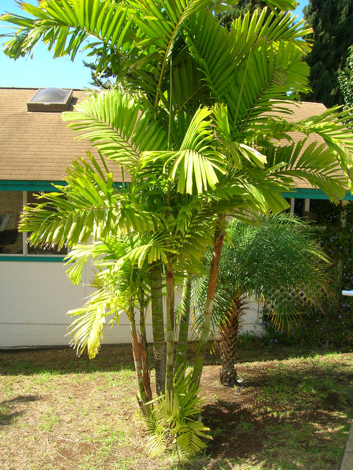 Macarthur Palm   5 Seeds   Ptychosperma macarthurii