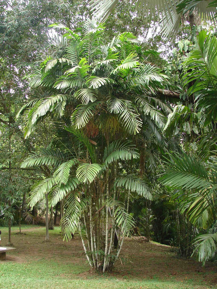 Macarthur Palm   5 Seeds   Ptychosperma macarthurii