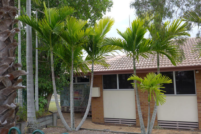 Macarthur Palm   5 Seeds   Ptychosperma macarthurii