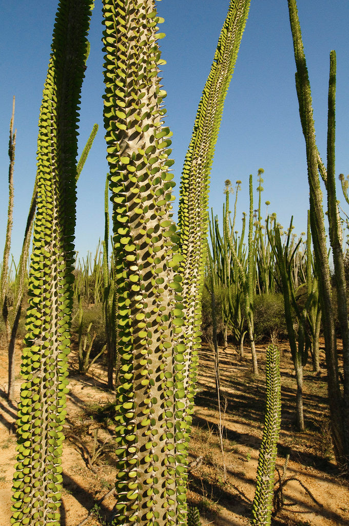 Madagascar Ocotillo  10 Seeds  Alluaudia procera