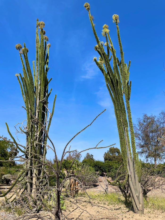 Madagascar Ocotillo  10 Seeds  Alluaudia procera