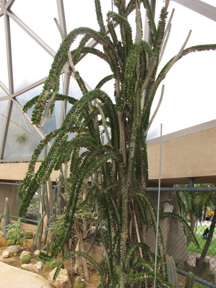 Madagascar Ocotillo  10 Seeds  Alluaudia procera