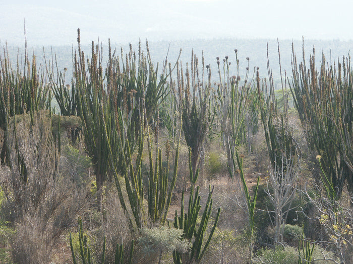 Madagascar Ocotillo  10 Seeds  Alluaudia procera