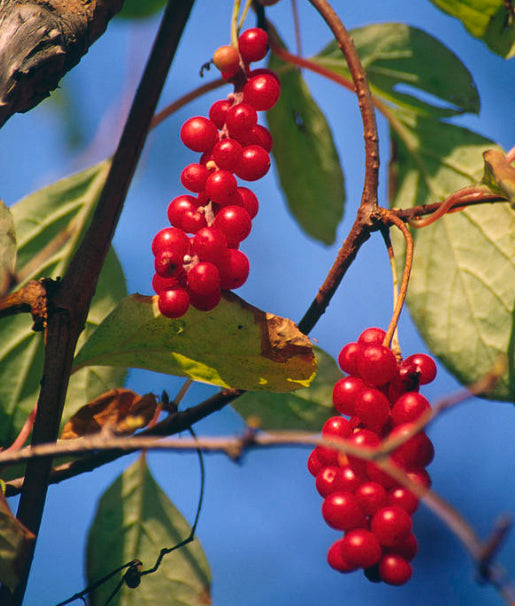 Magnolia Vine  20 Seeds  Schisandra chinensis